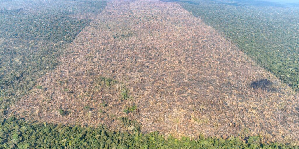 desmatamento-cai-30%-no-brasil-em-2024,-mostra-mapbiomas