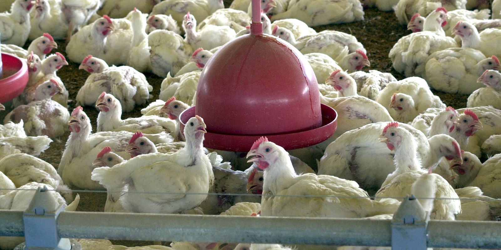 gripe-aviaria:-tire-suas-duvidas-sobre-doenca-que-afeta-aves