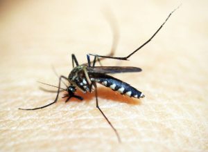 fiocruz-integra-patente-de-larvicida-ecologico-contra-o-aedes-aegypti